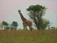 Murchison Falls NP -Уганда